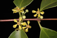 Salacia chinensis
